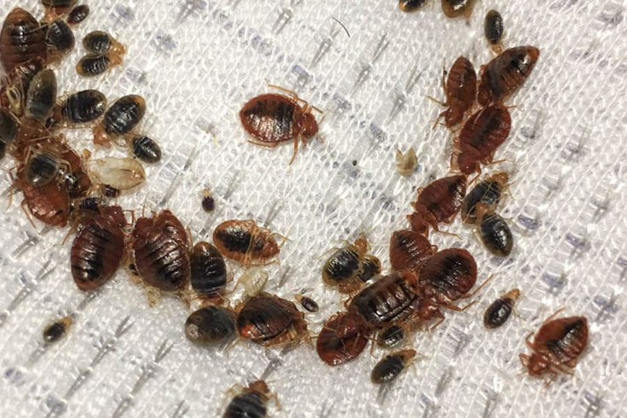 Bed Bug Control