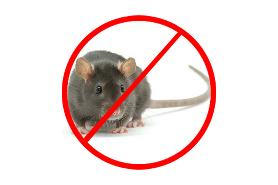 Rodent Services